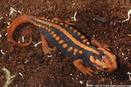 Image of Emperor newt