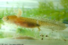 Image of Emperor newt