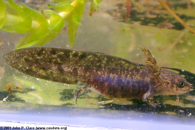 Image of Crocodile Newt