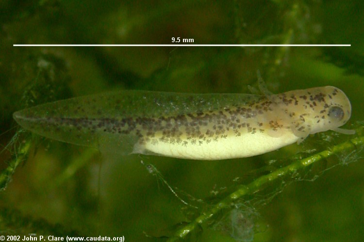 Image of Crocodile Newt