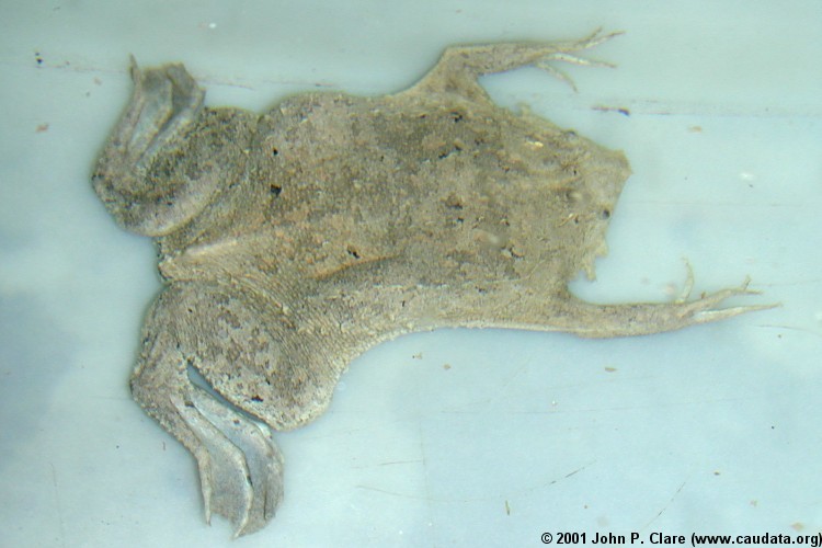 Image of Surinam Toad