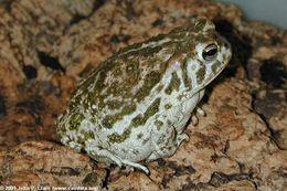 Image of Great Plains Toad