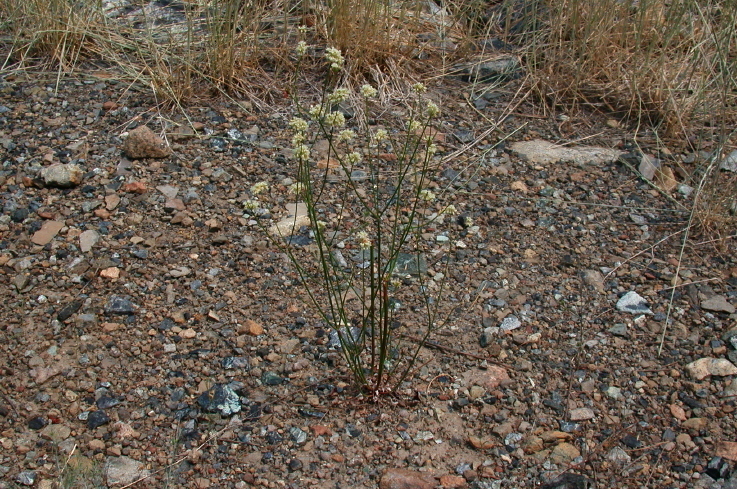 Imagem de Eriogonum nudum var. oblongifolium S. Wats.