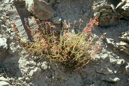 Image of Bridge penstemon