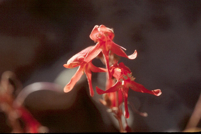 Image of Bridge penstemon