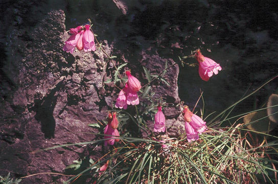 Слика од Penstemon rupicola (Piper) T. J. Howell