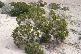 Image of Schott's pygmycedar