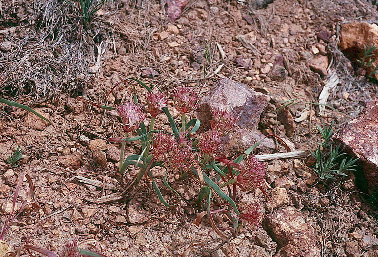 Image of twinleaf onion