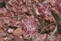 Image of twinleaf onion