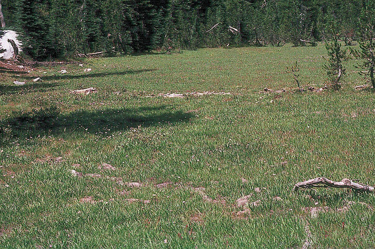 Image of Lemmon's Indian paintbrush