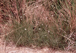 Слика од Almutaster pauciflorus (Nutt.) A. Löve & D. Löve