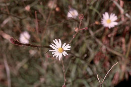 Слика од Almutaster pauciflorus (Nutt.) A. Löve & D. Löve