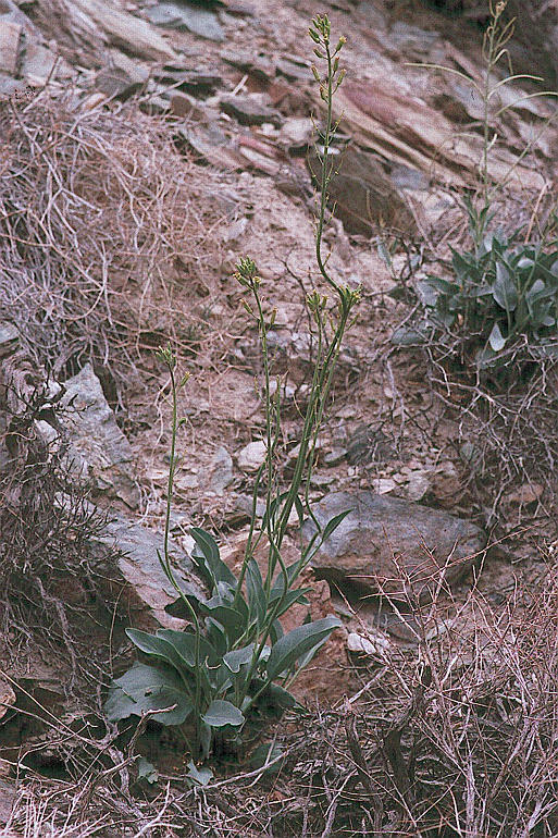 Plancia ëd Caulanthus glaucus S. Watson