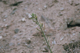 Plancia ëd Caulanthus glaucus S. Watson