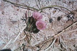 Calochortus striatus Parish resmi