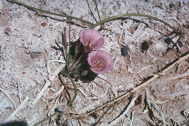 Calochortus striatus Parish resmi