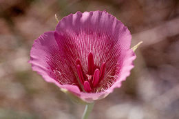 Image of alkali mariposa lily