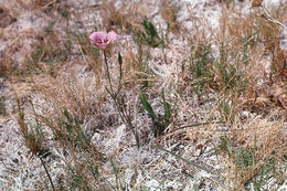 Calochortus striatus Parish resmi