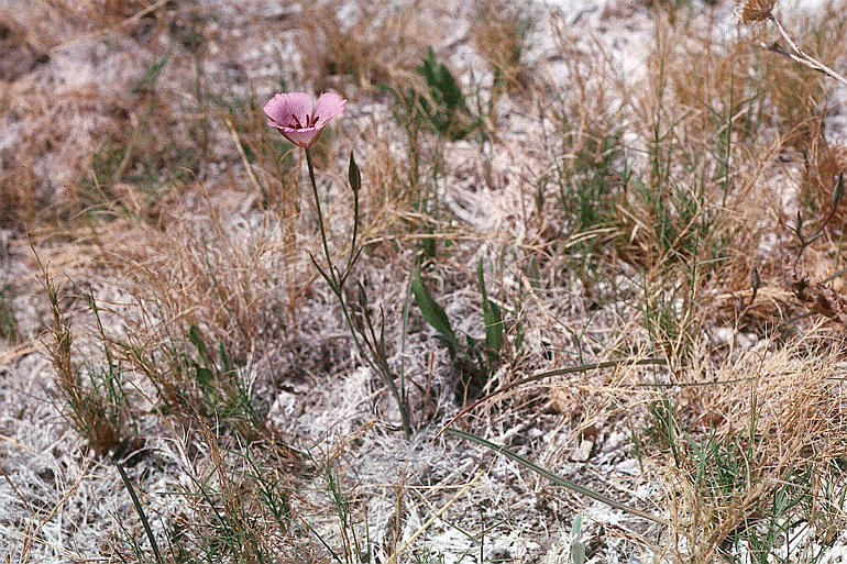 Image of alkali mariposa lily