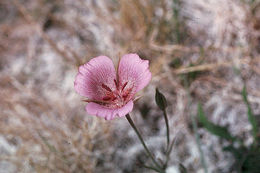 Image of alkali mariposa lily