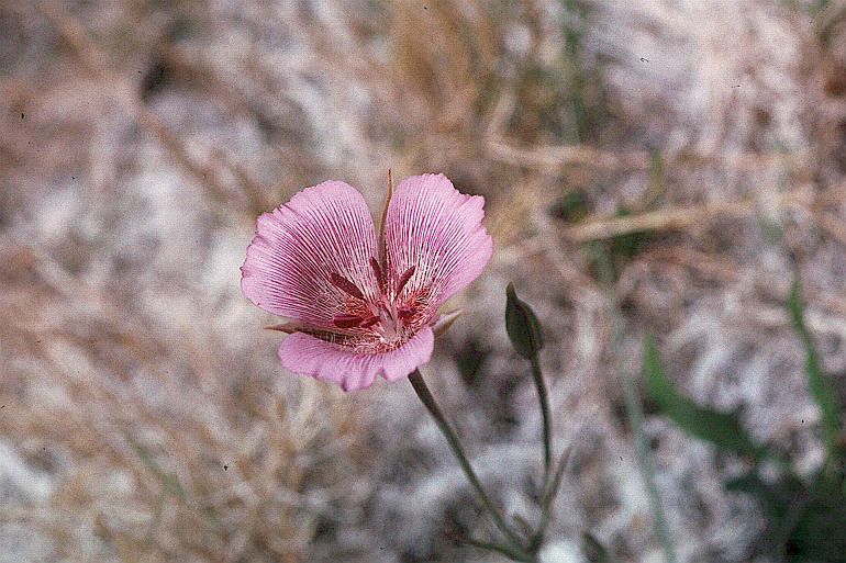 Calochortus striatus Parish resmi