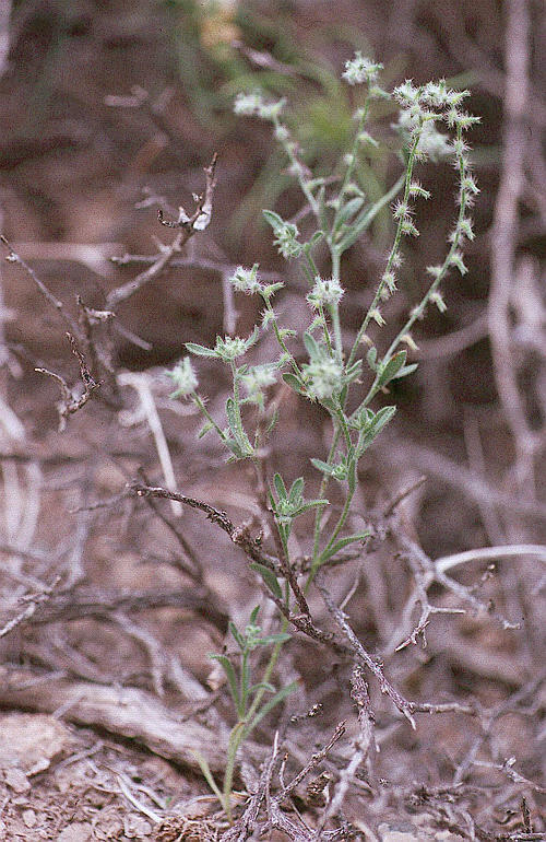 Слика од Cryptantha nevadensis Nels. & Kennedy