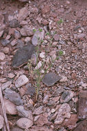 Plancia ëd Cryptantha pterocarya (Torr.) Greene