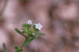 Plancia ëd Cryptantha pterocarya (Torr.) Greene