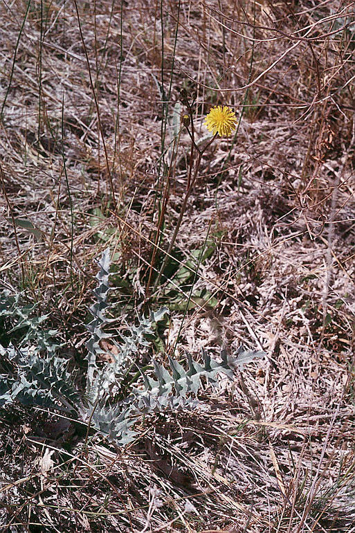 Image de Crepis runcinata subsp. hallii Babc. & Stebbins