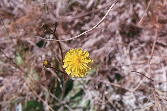 Image de Crepis runcinata subsp. hallii Babc. & Stebbins