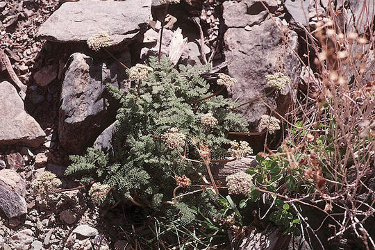 Image of <i>Cymopterus aboriginum</i>