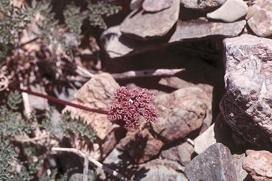 Image of <i>Cymopterus aboriginum</i>