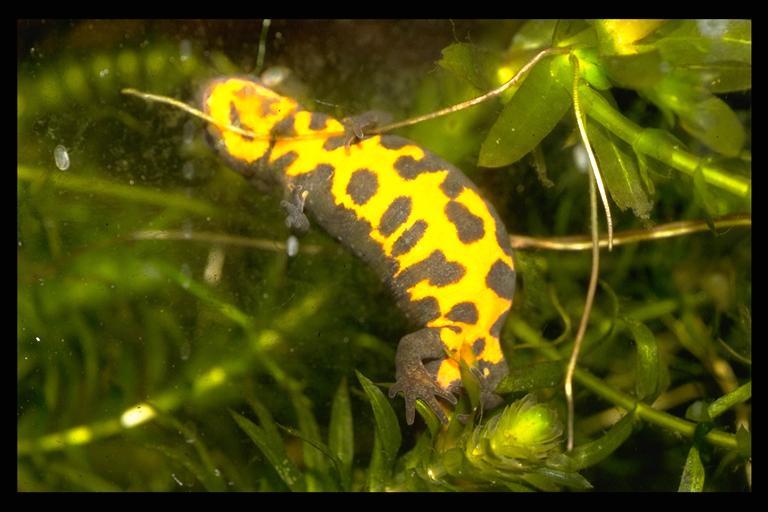 Image of Oriental Fire-bellied Newt