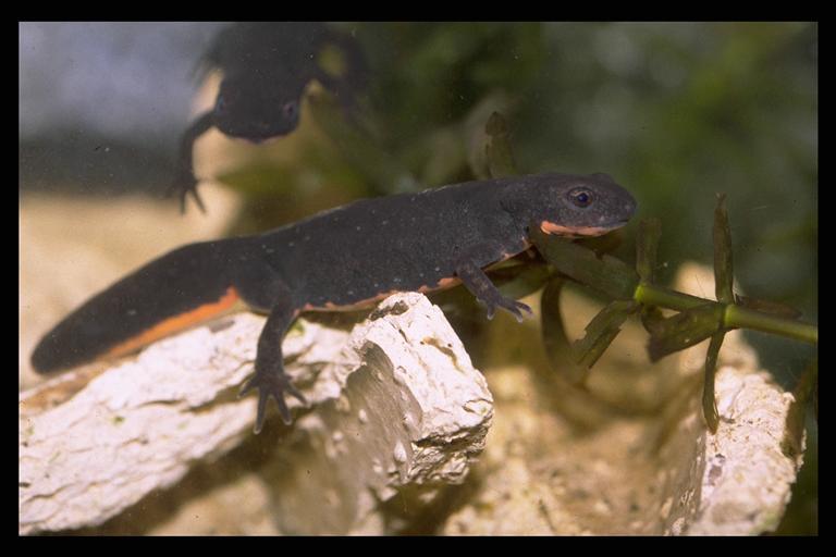 Image of Oriental Fire-bellied Newt