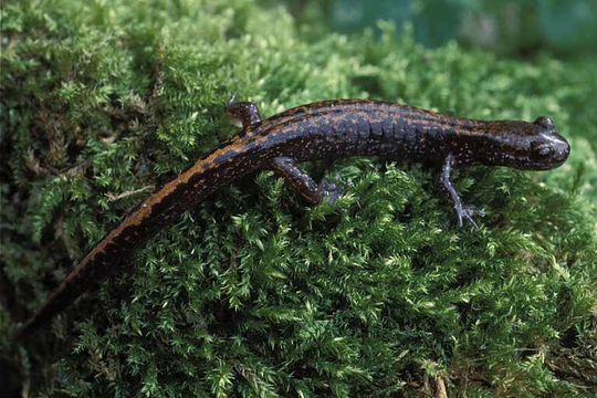 صورة Onychodactylus japonicus (Houttuyn 1782)