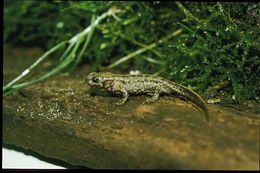 Image of Japanese Fire-bellied Newt