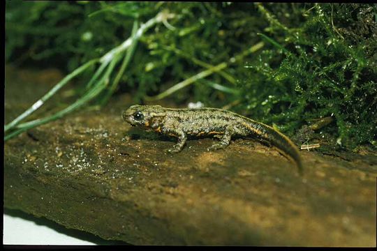 Image of Japanese Fire-bellied Newt