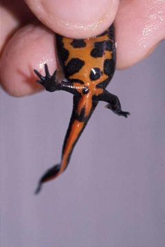 Image of Oriental Fire-bellied Newt