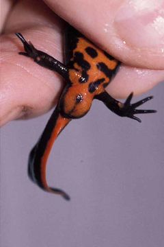 Image of Oriental Fire-bellied Newt