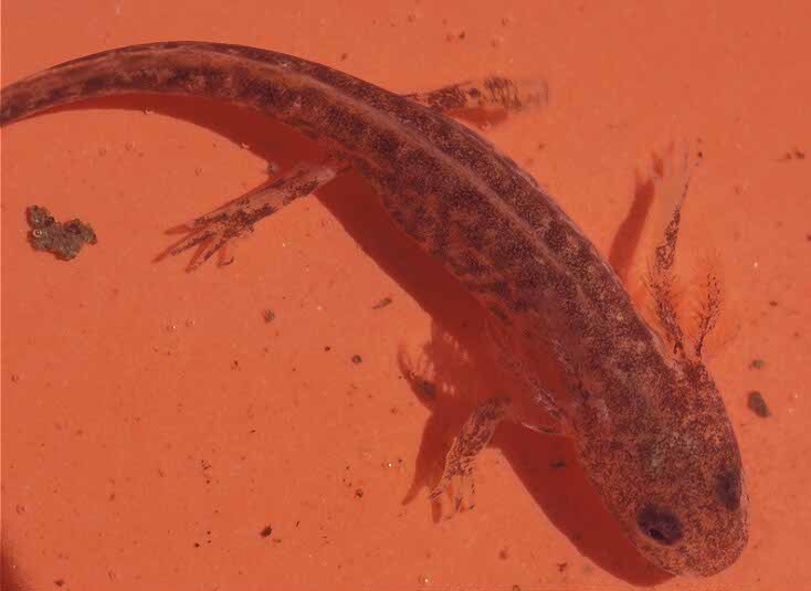 Image of Azerbaijan Newt