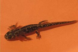 Image of Azerbaijan Newt