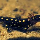 Image of Strauch's spotted newt
