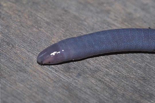 Image of Congo Caecilian