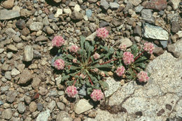 صورة Cistanthe monosperma (E. Greene) M. A. Hershkovitz