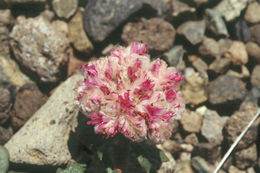 صورة Cistanthe monosperma (E. Greene) M. A. Hershkovitz