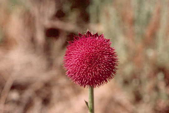 Image de Chardon penché