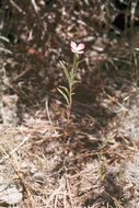 Imagem de Clarkia affinis H. & M. Lewis