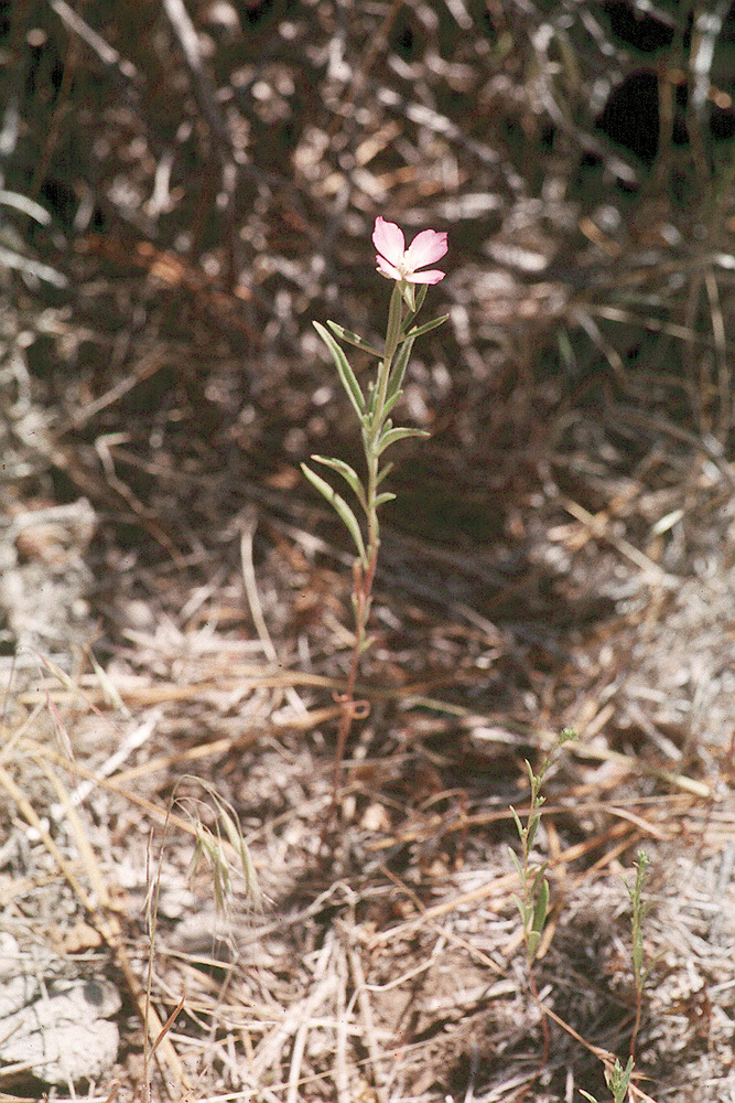 Imagem de Clarkia affinis H. & M. Lewis