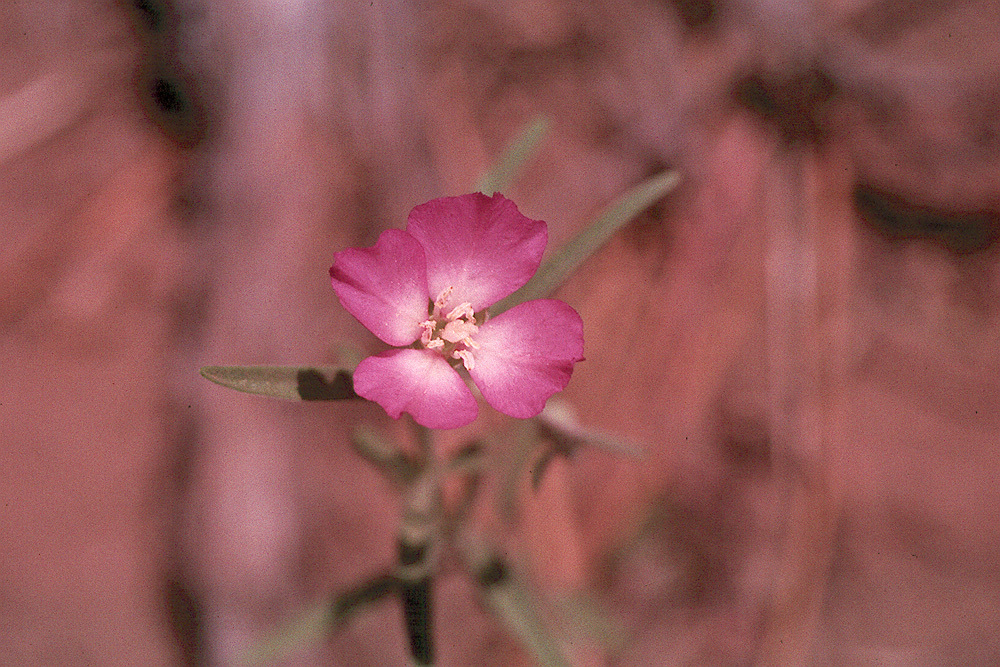 Слика од Clarkia affinis H. & M. Lewis