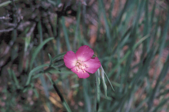 Image of Mt. Lassen clarkia